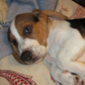 Meet your Posher, Josie